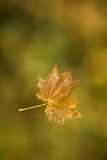 Images Dated 8th October 2007: Vine maple leaf, Acer circinatum, Stanley Park, British Columbia