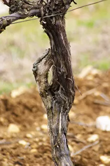 detail of a vine showing how it looks when you du surgreffage (surgreffe