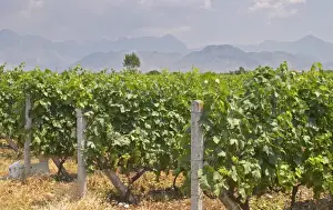 Bunch Prints: Vines trained high on wires. Ranxe mountains in the background. Tempranillo grape variety
