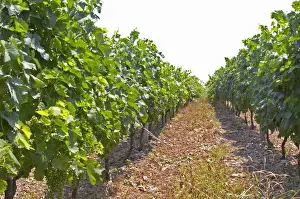 Bunch Prints: Vines trained high on wires supported by concrete pillars poles. Parellada grape variety