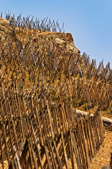Arable Prints: Vines traned in echalat, winter pruned. Terraced vineyards in the Cote Rotie district