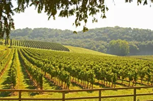 Merlot Prints: The vineyard