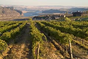 Images Dated 8th October 2005: Vineyard and buildings of Cave B Winery and Inn overlooking Columbia River in central Washington