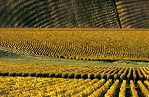 Graphic Prints: Vineyard; Chablis; Yonne; Burgundy; France; autumn
