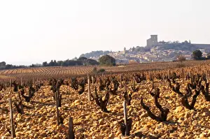 Rhone Prints: The vineyard of Chateau des Fines Roches with grenache vines and pebbly rocky galet soil