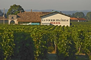 Bunch Prints: Vineyard and Chateau Latour du Pin Figeac (Moueix), as it is called, in Saint Emilion