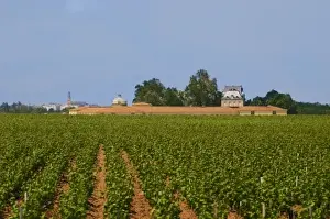 Arable Prints: Vineyard of Chateau Latour with the winery Latour Tower on the left and the chateau
