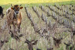 Vineyard with cows, cattle, bulls near Lentheric. Faugeres, below Ch des Estanilles