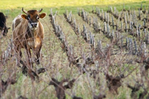 Images Dated 11th February 2007: Vineyard with cows, cattle, bulls near Lentheric. Faugeres, below Ch des Estanilles