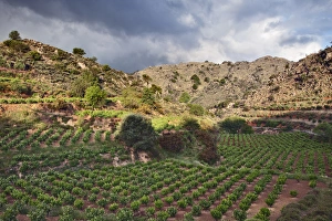 Images Dated 18th May 2010: Vineyard, Crete, Greece