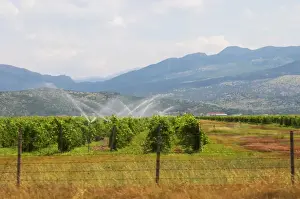 Cultivate Prints: A vineyard with high trained vines protected by barbed wire fence and mountains in the background