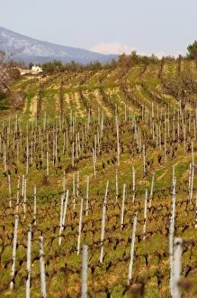 Images Dated 23rd March 2006: Vineyard and mountain Choteau Barbanau and Clos Val-Bruyere Cassis Cote d Azur