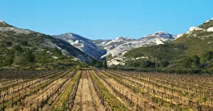 A vineyard and the mountain Les Alpilles at Les Baux de Provence, Bouche du Rhone, France