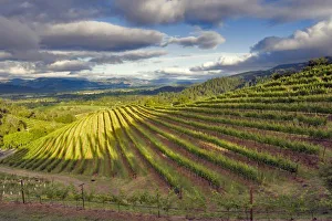 Napa County Prints: Vineyard. Napa Valley. Napa. Napa County, California, USA. North America