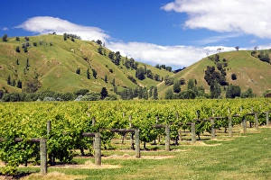 Images Dated 23rd December 2005: Vineyard near Gisborne