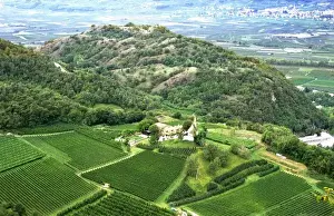 Wine Industry Prints: A vineyard near Mezzocorona grows grapes to make Teroldego wine