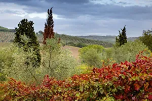 Montalcino Prints: Vineyard near Montalcino