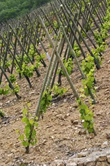 Images Dated 13th May 2004: The vineyard of Pierre Gaillard in Malleval where he makes wines of the appellations Cote Rotie