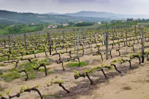Images Dated 13th May 2004: The vineyard of Pierre Gaillard in Malleval where he makes wines of the appellations Cote Rotie