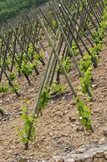 Pebble Prints: The vineyard of Pierre Gaillard in Malleval where he makes wines of the appellations Cote Rotie