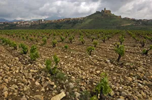 Images Dated 6th May 2006: Vineyard in stony soil with San Vicente de la Sonsierra village on hill in the distance