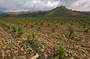 Northern Spain Prints: Vineyard in stony soil with San Vicente de la Sonsierra village on hill in the distance