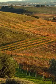 Vine Yard Prints: Vineyard view from Artesa Winery in Los Carneros AVA of Napa Valley