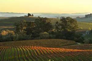 Vine Yard Prints: Vineyard view from Artesa Winery with Vallejo and Benecia in the background. North America
