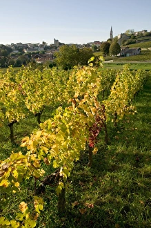 Vineyards in autumn, St Emilion, Gironde, le Bordelais, France