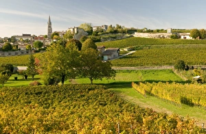 Cultivate Prints: Vineyards in autumn, St Emilion, Gironde, le Bordelais, France