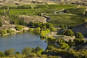 Central Otago Prints: Vineyards, Bannockburn Inlet, Lake Dunstan, Central Otago, South Island, New Zealand