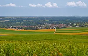 Pretty Prints: Vineyards of Chouilly at the experimental vineyard of the CIVC at Plumecoq in the Cote des Blancs