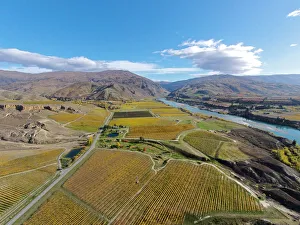 Golden Prints: Vineyards, Felton Road, Bannockburn, and Kawarau Arm, Lake Dunstan, near Cromwell