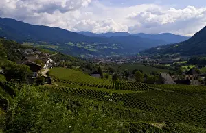 Images Dated 16th October 2020: Vineyards and homes in small village vineyard near Bressanone Italy in the Italian Alps