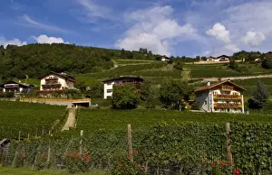 Images Dated 16th October 2020: Vineyards and homes in small village vineyard near Bressanone Italy in the Italian Alps