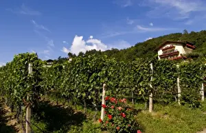 Images Dated 16th October 2020: Vineyards and homes in small village vineyard near Bressanone Italy in the Italian Alps