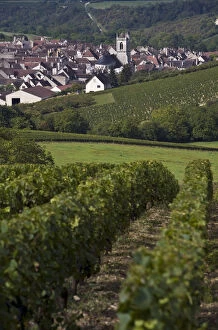 Images Dated 6th September 2007: Vineyards, Irancy, Yonne, Burgundy, France