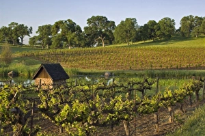 Images Dated 27th April 2007: Vineyards in landscape with pond at Youngs Vineyard Winery in Amador County, California, USA