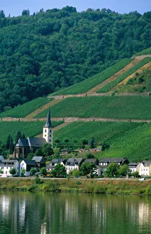 Vineyards along the Mosel River in Germany. germany, german, europe, european