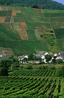 Vineyards in the Mosel Valley, Germany. germany, german, europe, european