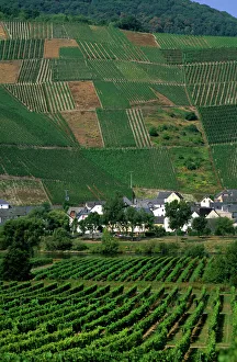 Images Dated 19th September 2006: Vineyards in the Mosel Valley, Germany. germany, german, europe, european