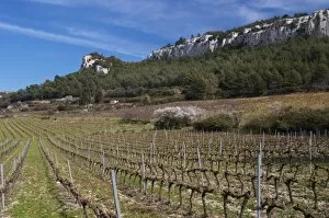 Images Dated 23rd March 2006: Vineyards below the mountains. Vines winter pruned in Cordon Royat Choteau Barbanau