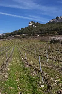 Trimmed Prints: Vineyards below the mountains. Vines winter pruned in Cordon Royat Choteau Barbanau