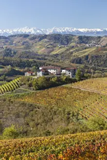 Farmhouse Prints: Vineyards, near Alba, Langhe, Piedmont (or Piemonte or Piedmonte), Italy