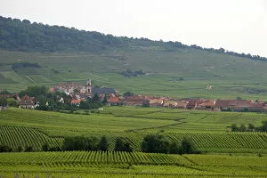 Vineyards near the village of Ribeauville, Eastern France. france, french