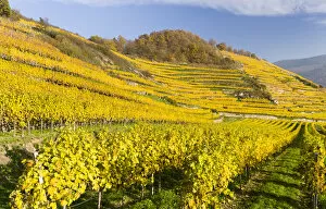 Austria Collection: The vineyards near village Spitz in the Wachau