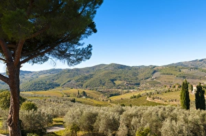 Tuscan Prints: Vineyards and olive groves, Greve in Chianti, Chianti area, Florence province, Tuscany