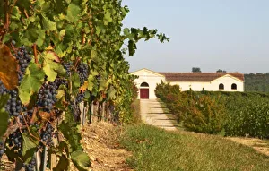 Vineyards, petit
