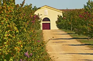Bunch Prints: Vineyards, petit verdot vines and the winery in the distance - Chateau de la Tour