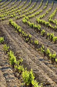 Images Dated 7th May 2006: Vineyards along the San Vicente to Banos de Ebro Road in the La Rioja Region of Spain